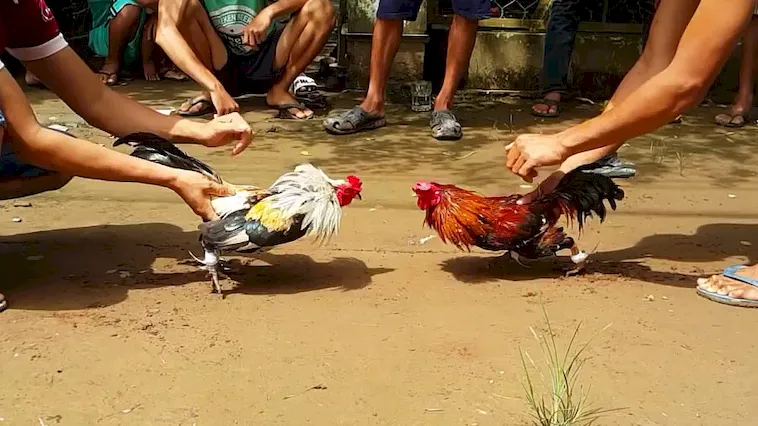 Khám Phá Đá Gà ONBET: Trải Nghiệm Cá Cược Đỉnh Cao 1 Khám Phá Đá Gà ONBET: Trải Nghiệm Cá Cược Đỉnh Cao